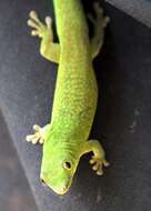 Imagem de Phelsuma v-nigra anjouanensis Meier 1986