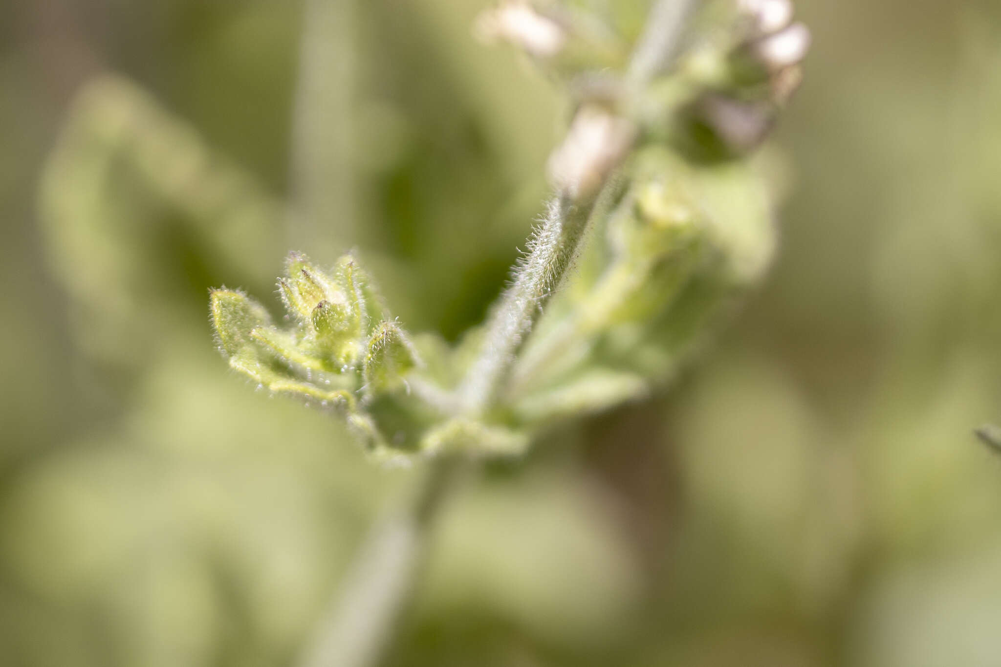 Image of Sonoma Hedge-Nettle