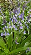 Image of Hispanic hyacinthoides