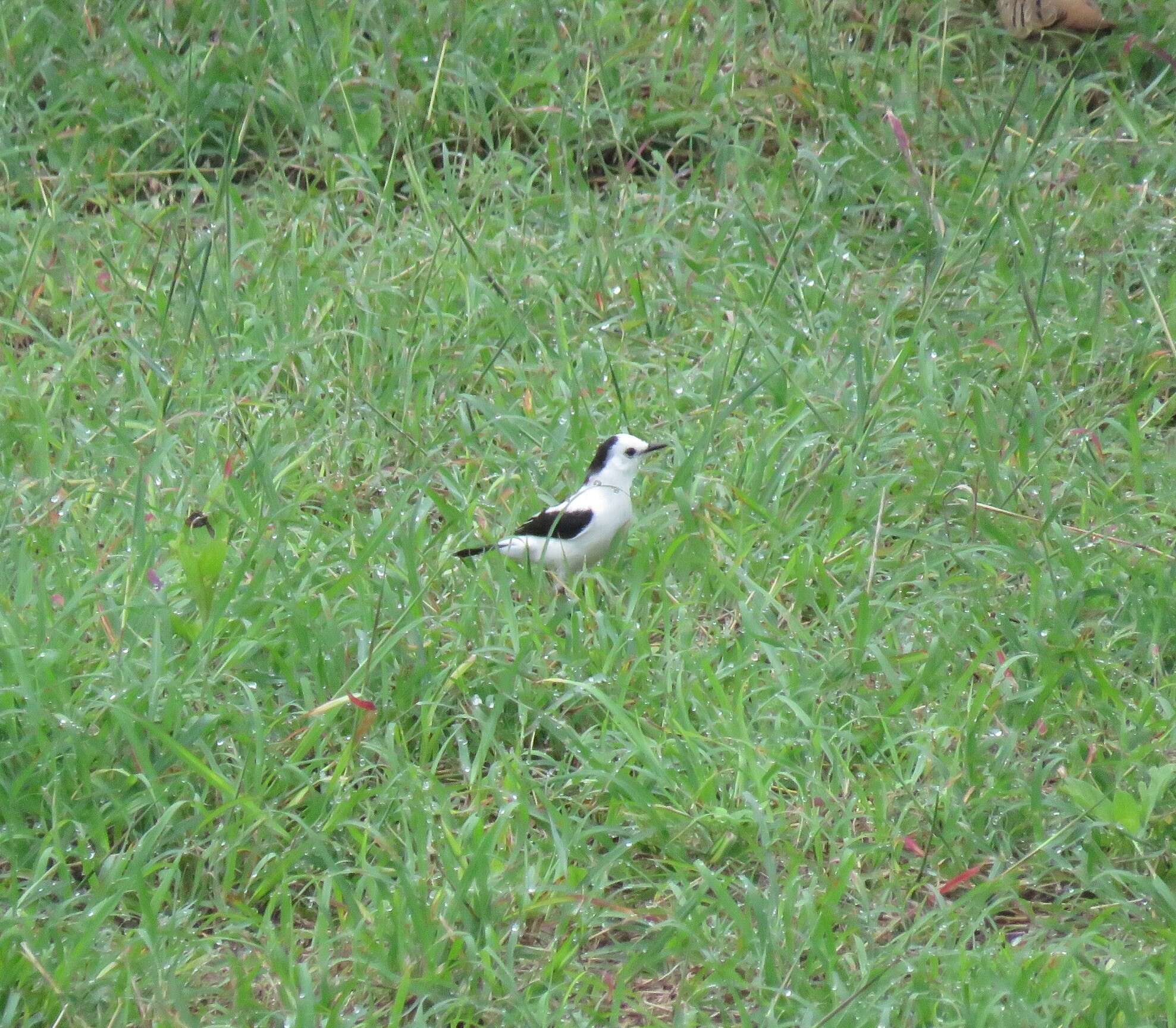 Image of Pied Water Tyrant