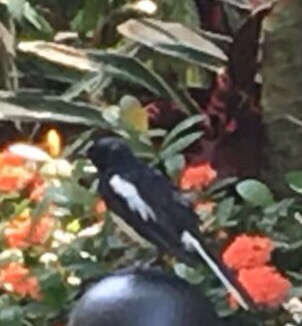 Image of Oriental Magpie Robin