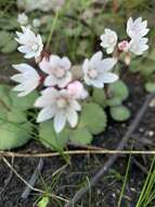 Image of Crassula capensis (L.) Baill.