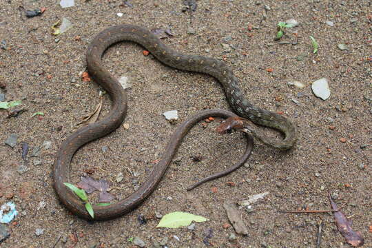 Imagem de Rhabdophis bindi