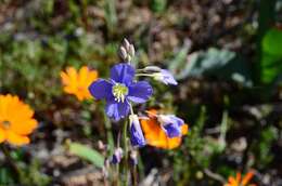 Image of Heliophila leptophylla Schltr.