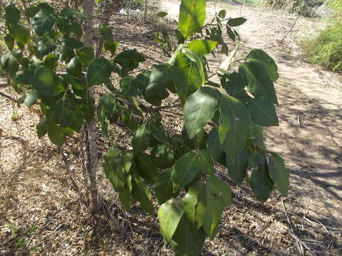 Image of Zanthoxylum arborescens Rose