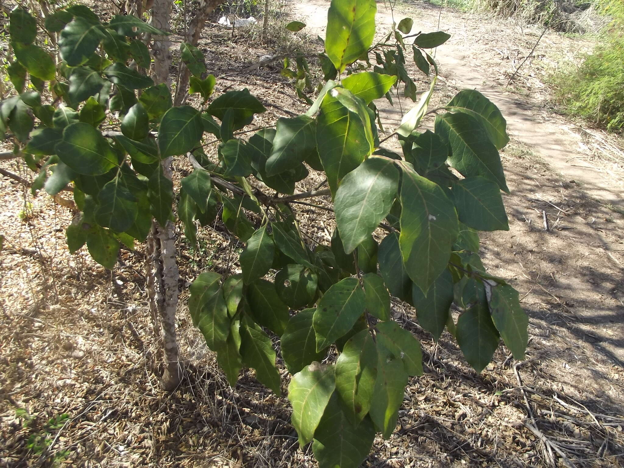 Слика од Zanthoxylum arborescens Rose