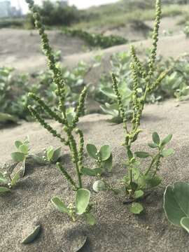 Chenopodium acuminatum Willd.的圖片