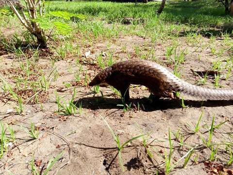 Image of tree pangolin