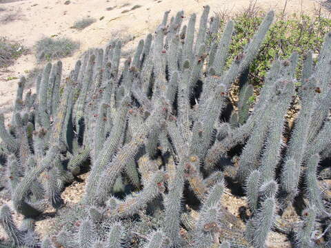 Image of Stenocereus thurberi subsp. littoralis (K. Brandegee) N. P. Taylor