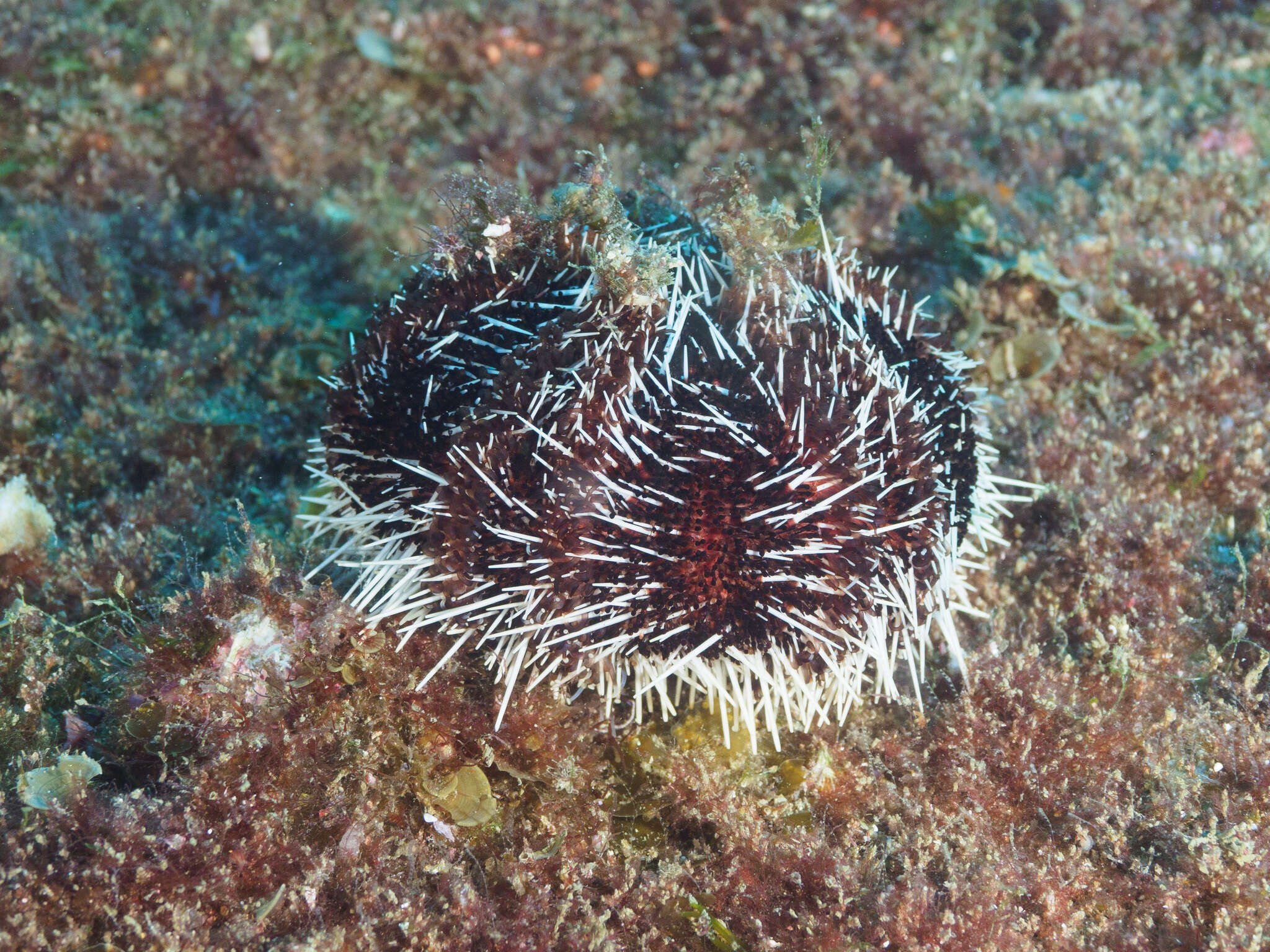 Image of Lamington urchin