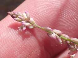 Image of tropical milkwort