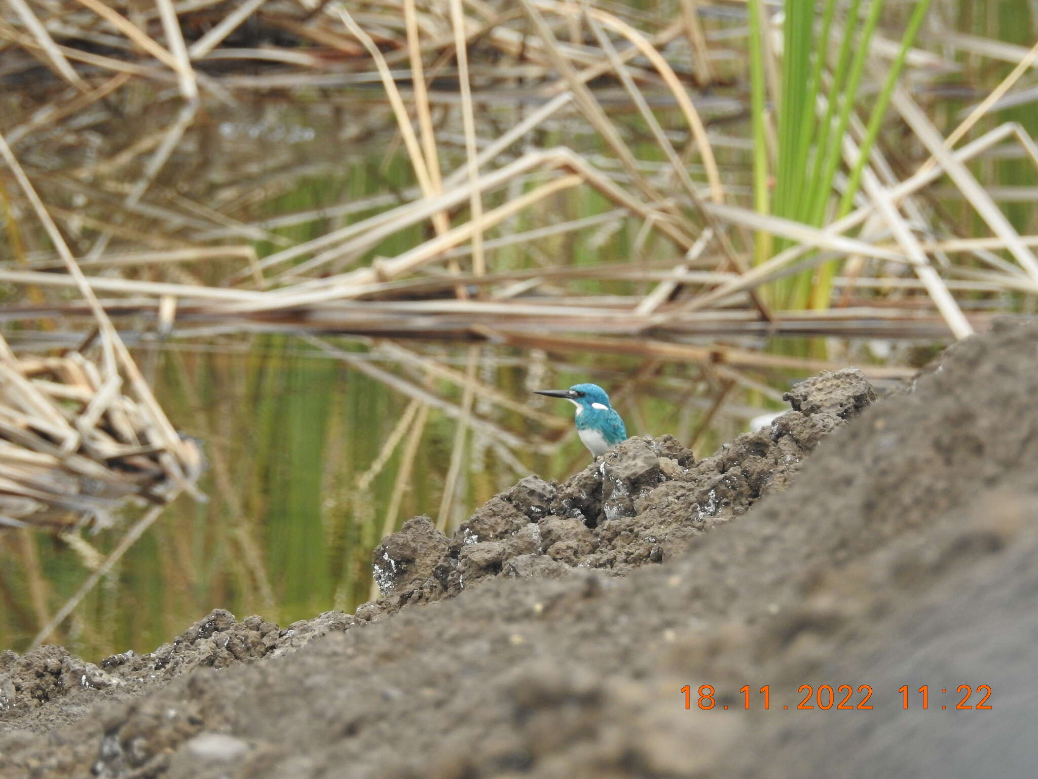 صورة Alcedo coerulescens Vieillot 1818