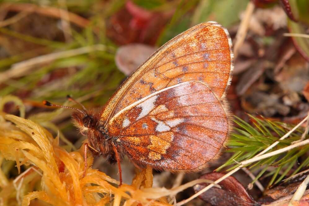 Image of Dingy Fritillary