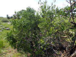 Plancia ëd Olea capensis subsp. enervis (Harv.) I. Verd.