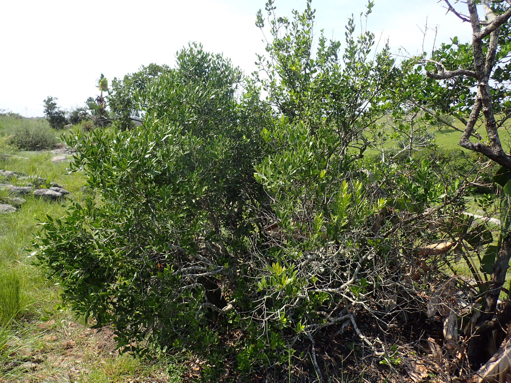 Plancia ëd Olea capensis subsp. enervis (Harv.) I. Verd.