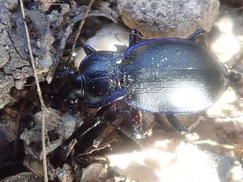 Слика од Carabus (Archicarabus) pseudomonticola Vacher de Lapouge 1908