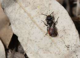 Image of Osmia andrenoides Spinola 1808