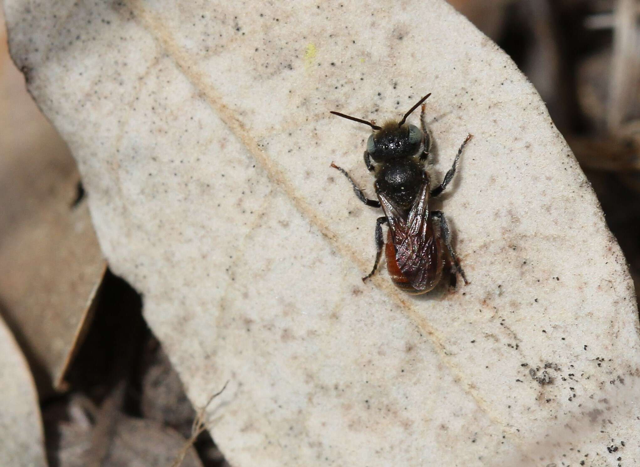 Imagem de Osmia andrenoides Spinola 1808