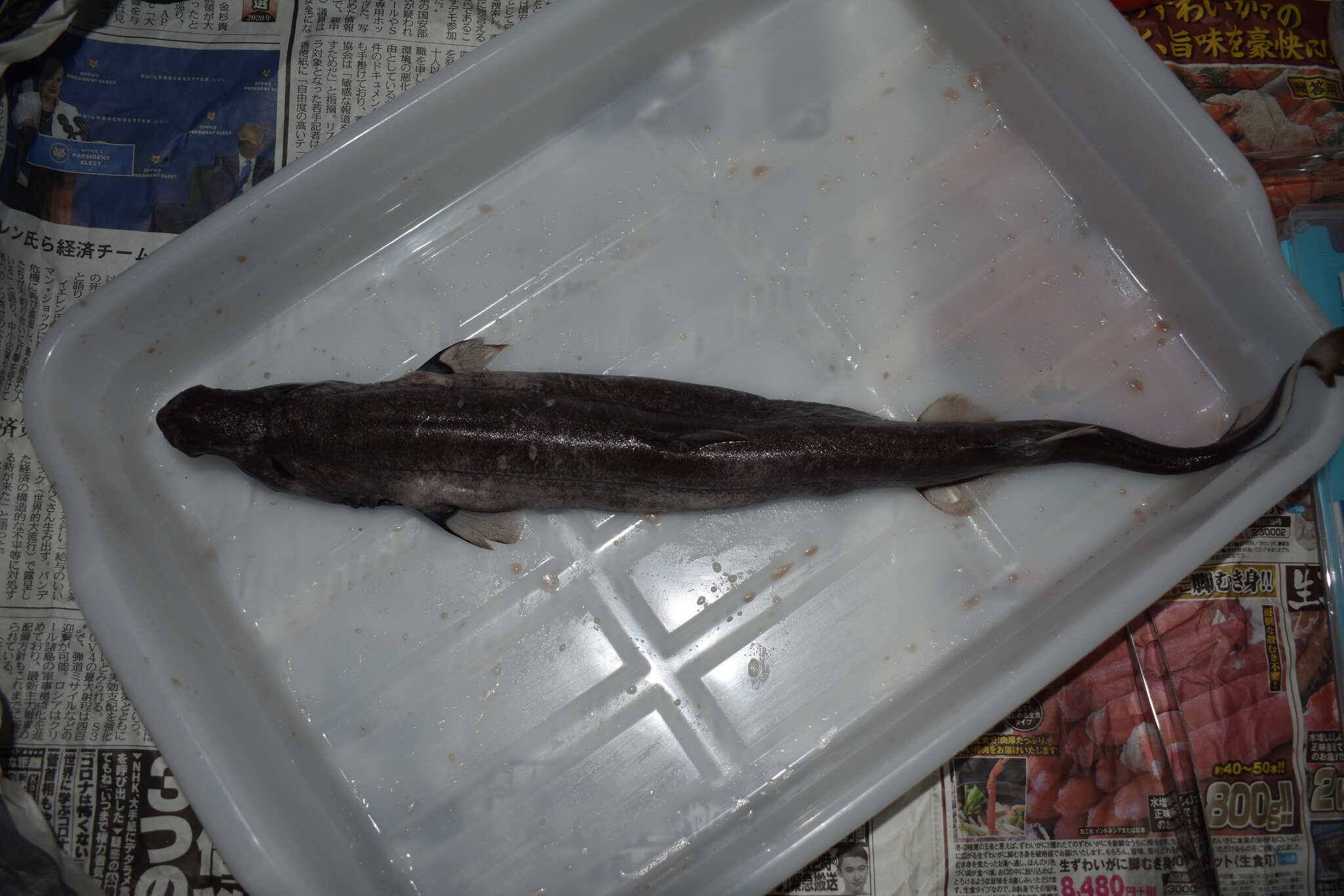 Image of Viper Dogfish