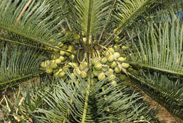 Image of Cycas brunnea K. D. Hill