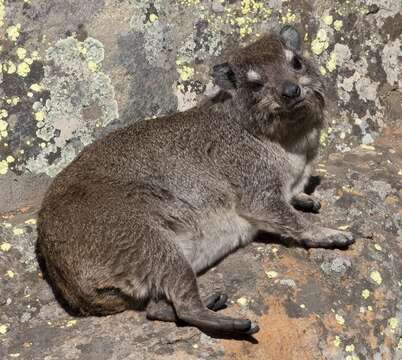 Слика од Heterohyrax brucei granti (Wroughton 1910)