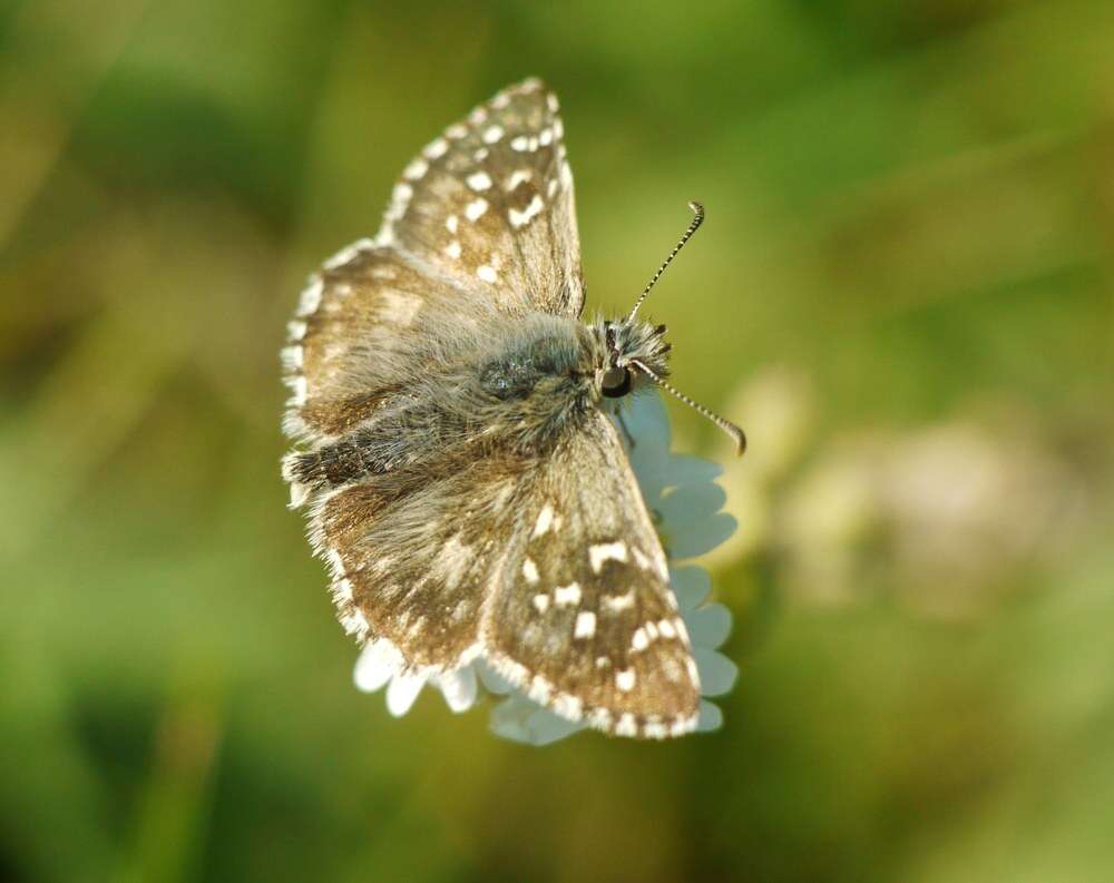 Image of oberthürs grizzled skipper