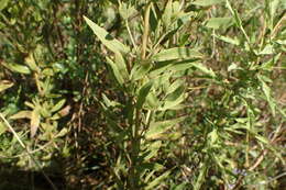 Image of Small-Flower Thoroughwort