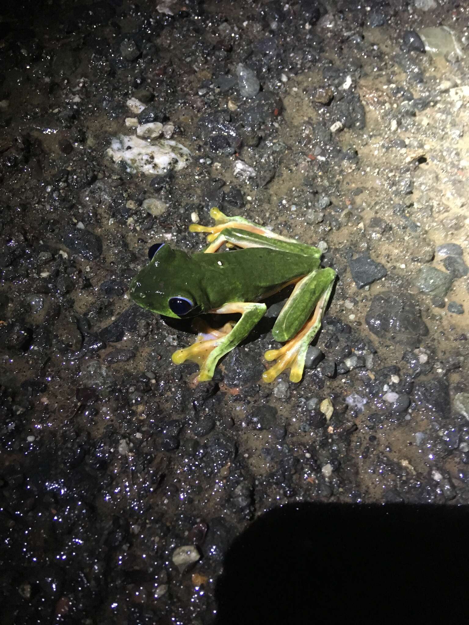 Image of Pink-sided Treefrog