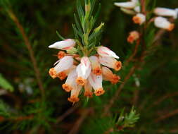 Image de Erica heliophila Guthrie & Bolus