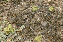 Image of Nostoc commune