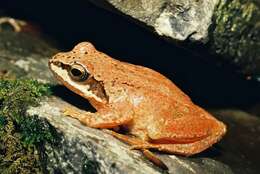 Image of Pyrenean Frog