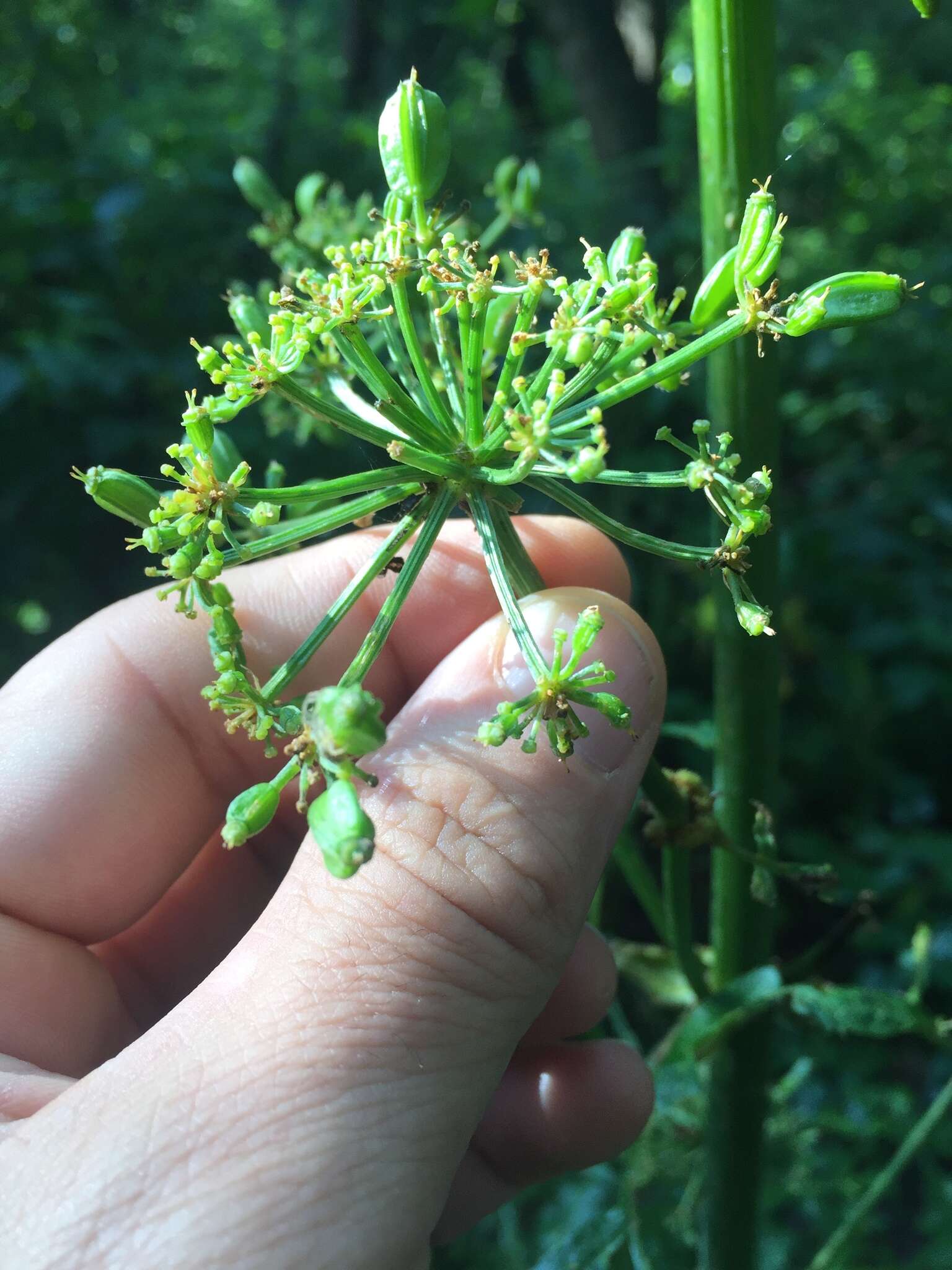 Imagem de Prionosciadium thapsoides (DC.) Mathias