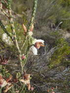 Image of Erica pectinifolia var. pectinifolia