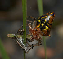 Image of Alpaida bicornuta (Taczanowski 1878)