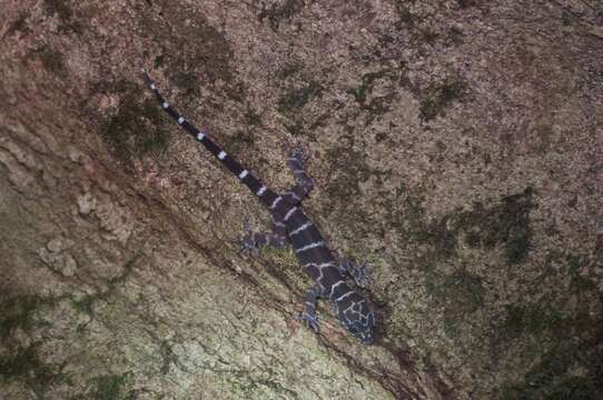 Image of Banded Forest Gecko