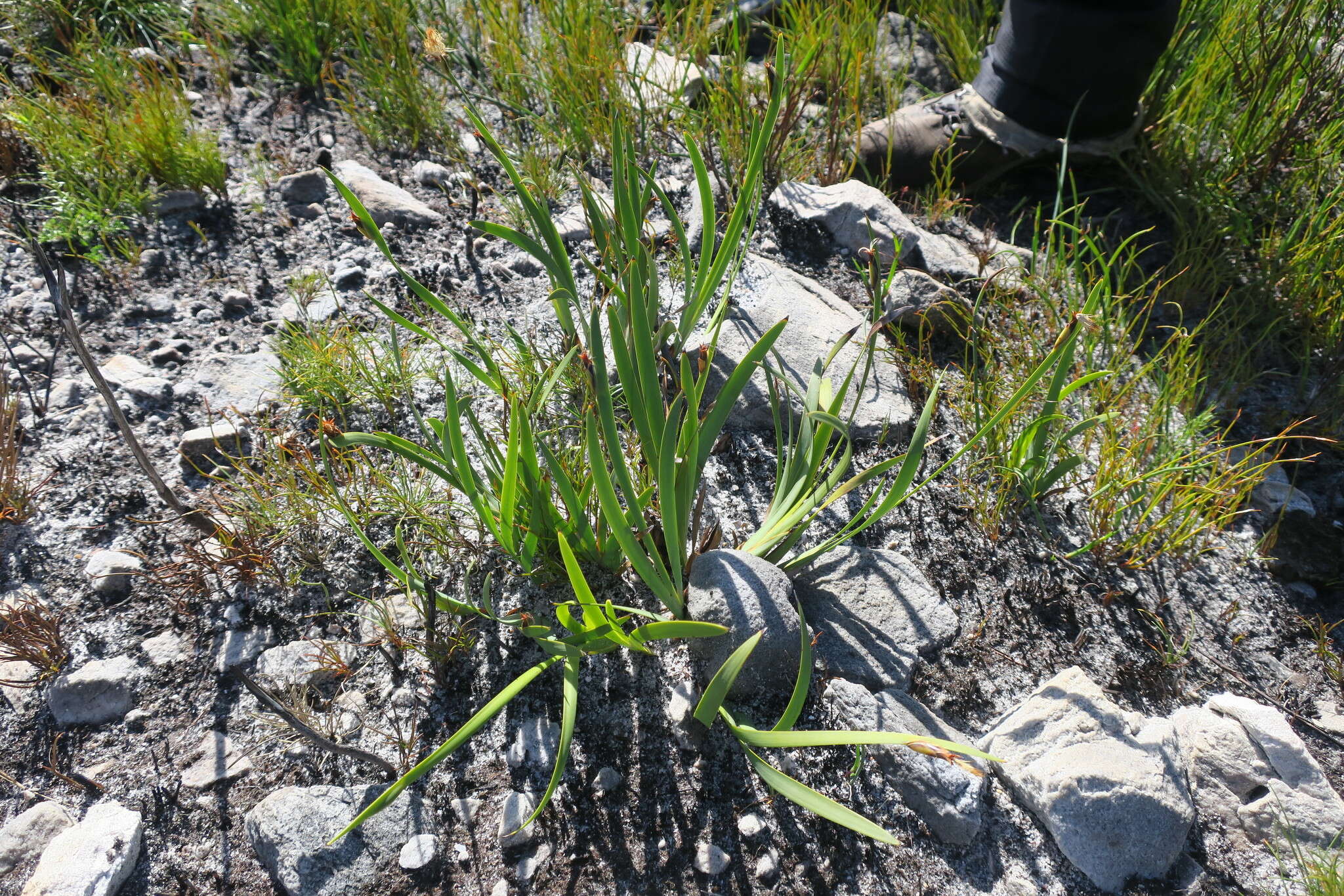 Image of Chrysitrix capensis var. capensis