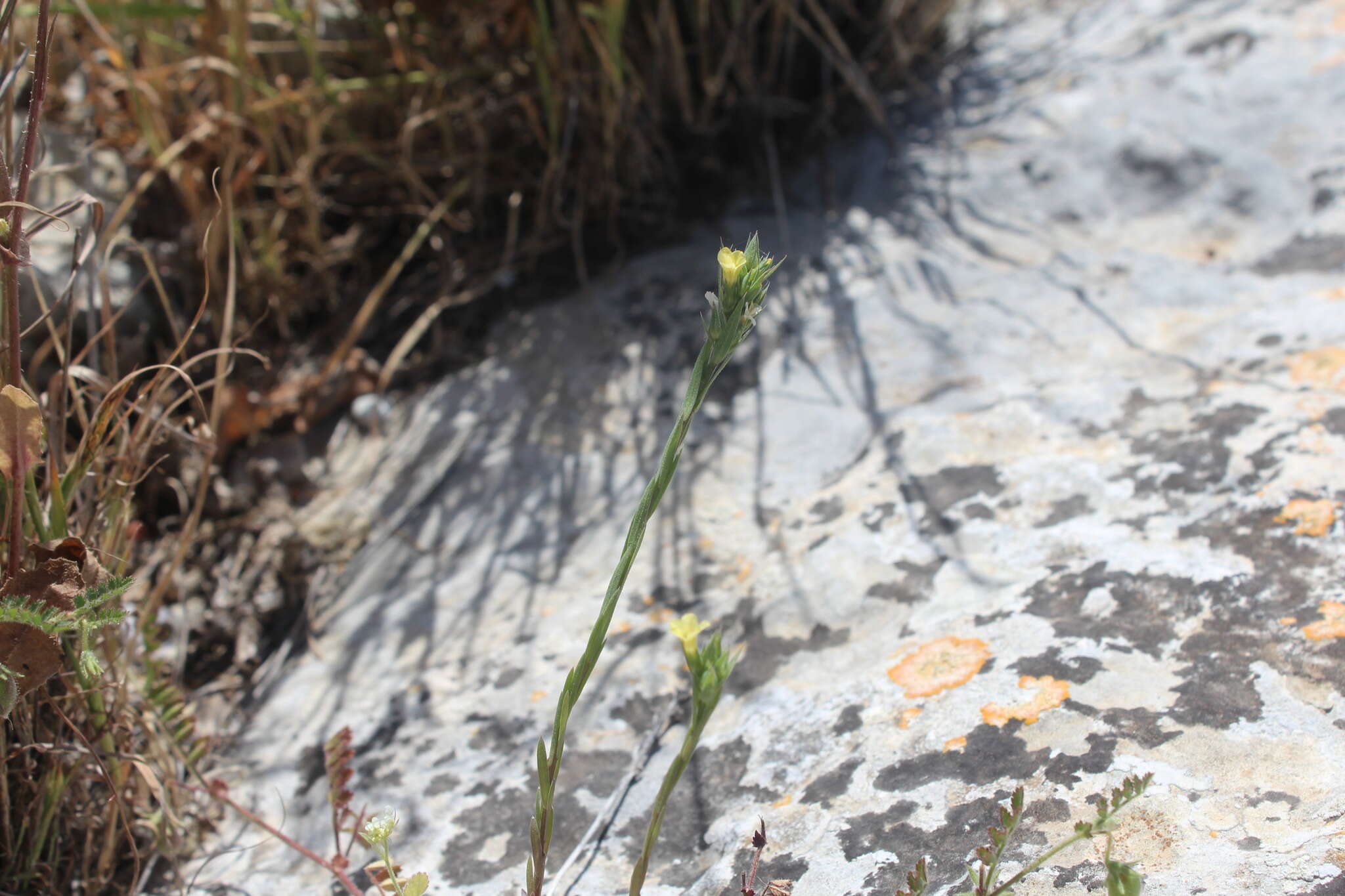 Слика од Linum strictum L.