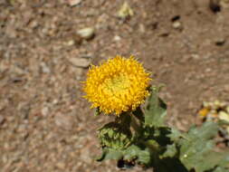 Image de Geraea viscida (A. Gray) Blake