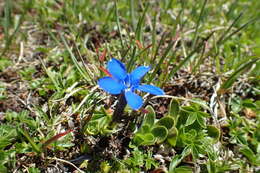 Image of Gentiana terglouensis subsp. schleicheri (Vacc.) Tutin