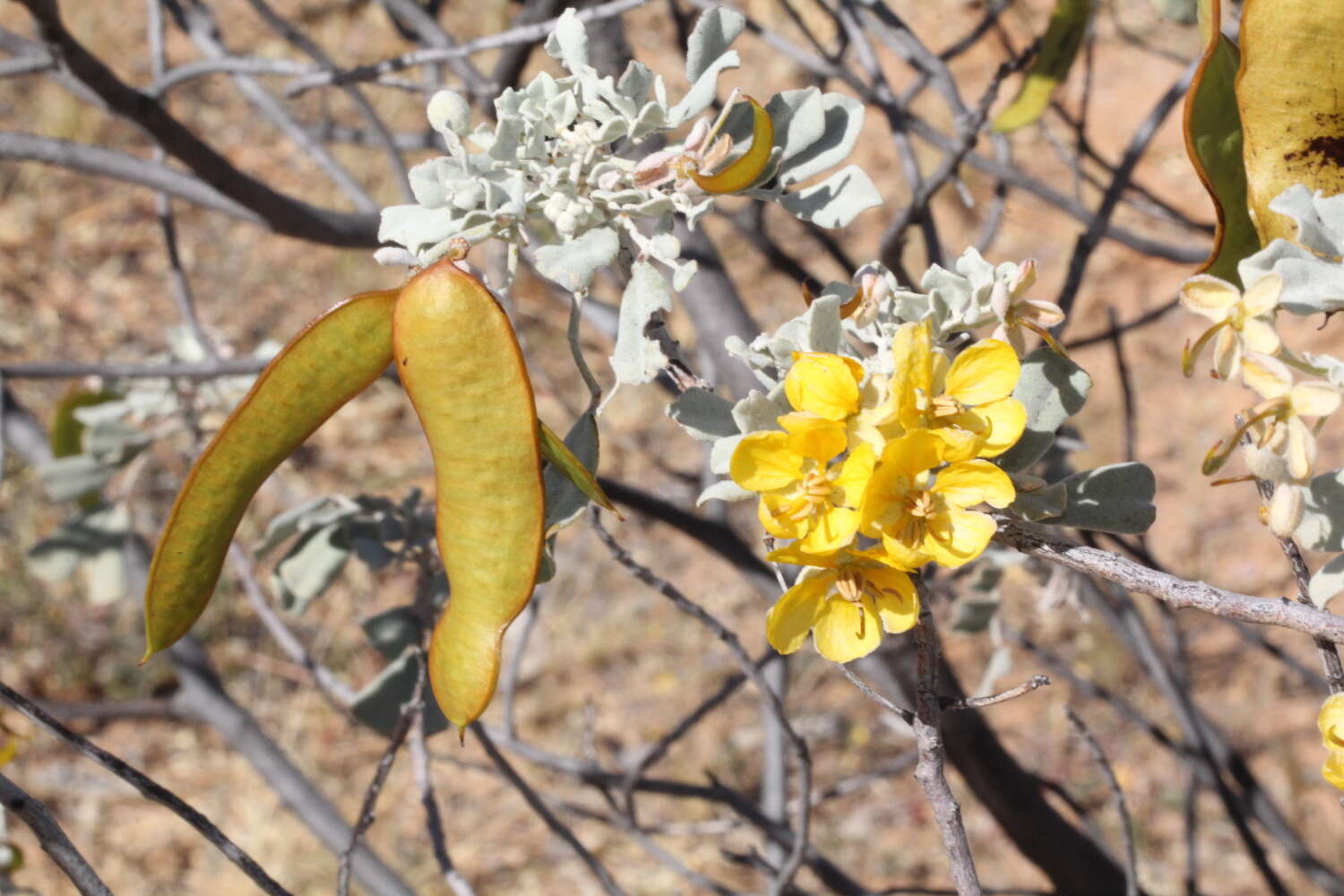 Image of Burnt-leaved Acacia