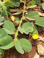 Image of roundleaf sensitive pea