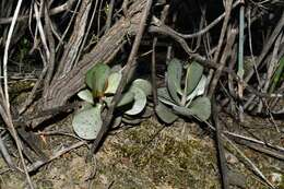 Image of Adromischus subviridis H. Tölken