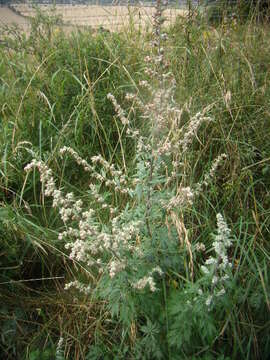 Image of common wormwood