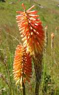 Image of Red hot poker