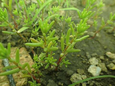 Image of silkcotton purslane