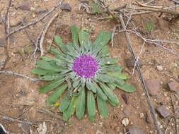 Image de Platycarphella carlinoides (Oliv. & Hiern) V. A. Funk & H. Rob.