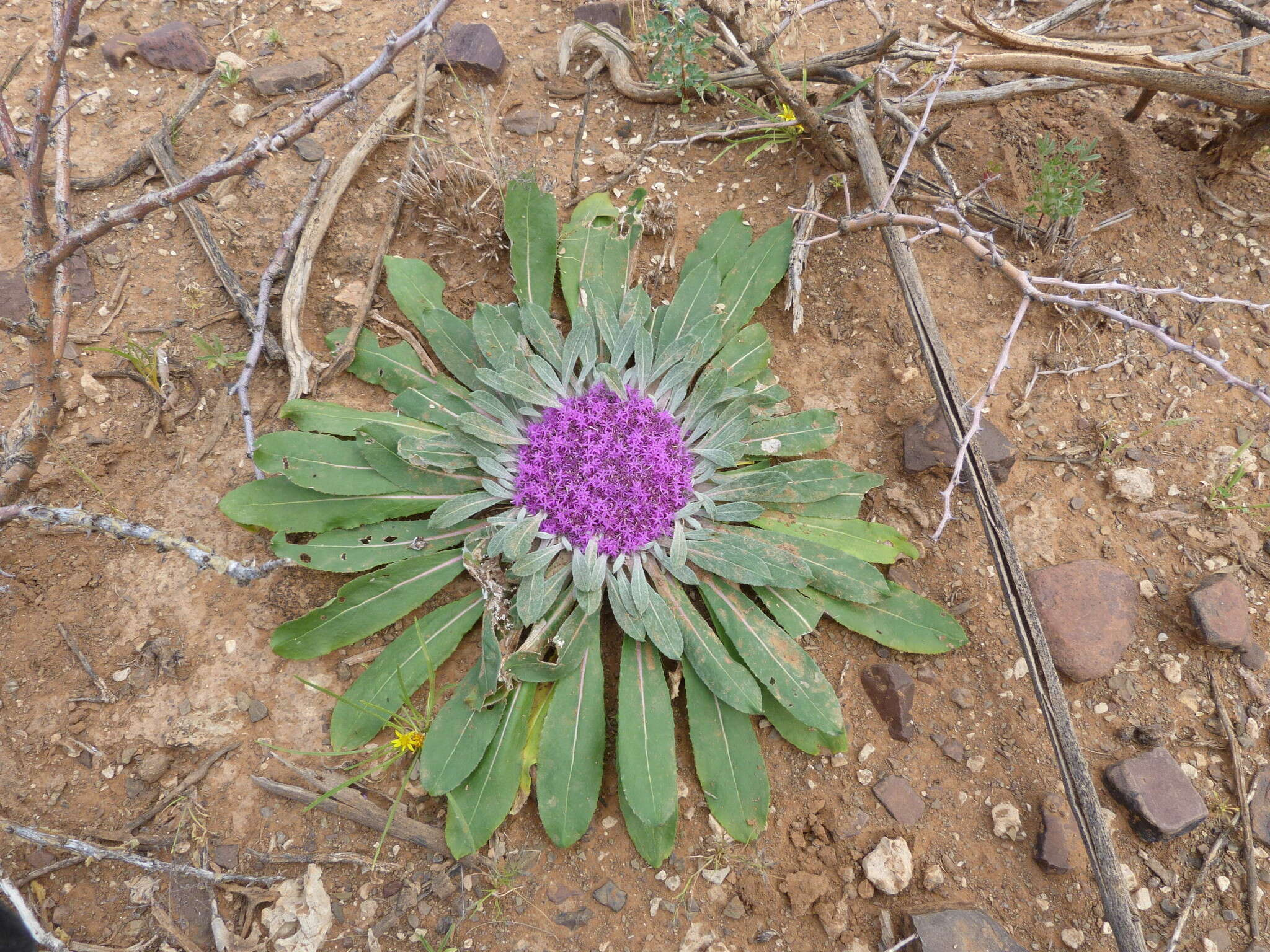 Image de Platycarphella carlinoides (Oliv. & Hiern) V. A. Funk & H. Rob.