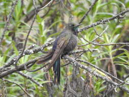 Image of Blue-mantled Thornbill