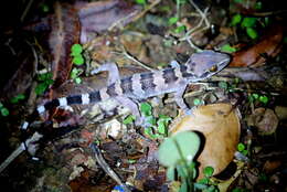 Image of Spotted Leaf-toed Gecko