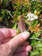 Photinia floribunda (Lindl.) K. R. Robertson & J. B. Phipps的圖片